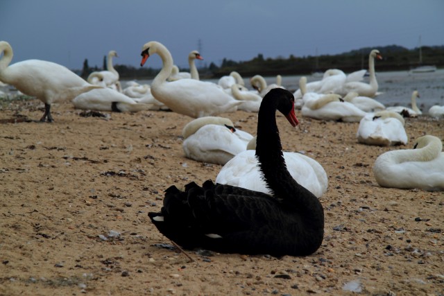 swans