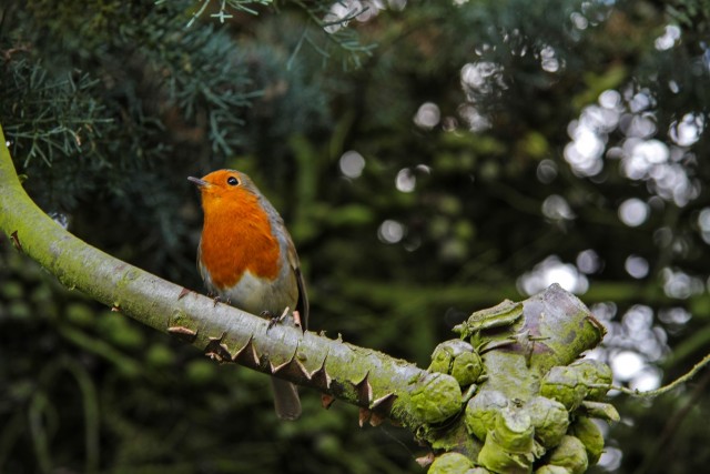 Robin redbreast