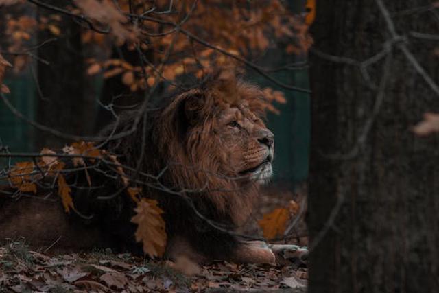 Lion