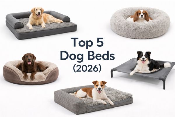 Category card dog beds